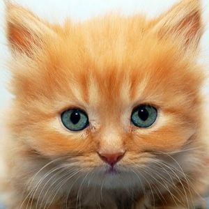 Meet your Posher, Christen